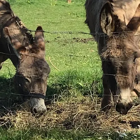De Charme Renove Avec Jardin, Velos Et Activites Pres De La Sarthe - Fr-1-410-191 Souvigné-sur-Sarthe