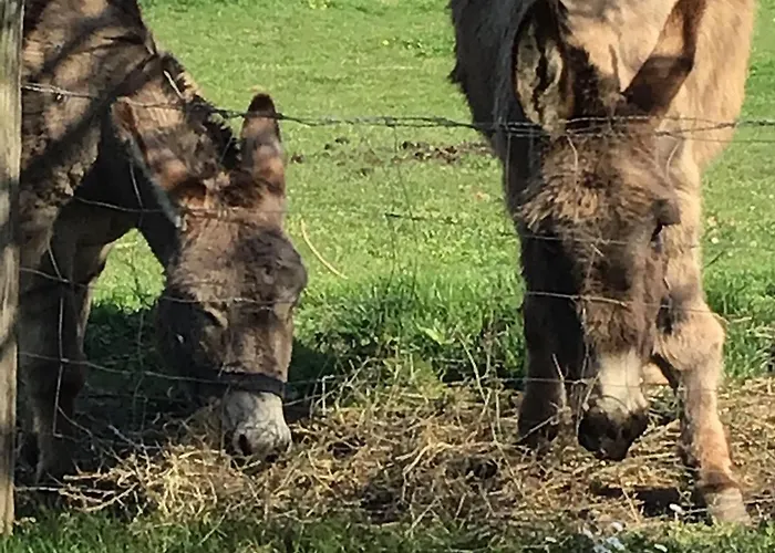 De Charme Renove Avec Jardin, Velos Et Activites Pres De La Sarthe - Fr-1-410-191 Souvigné-sur-Sarthe